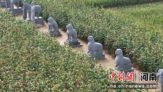 �D��u��Ⱦ�t�ĸ����c����ǧ���ʯ������ӳ��Ȥ��(�o�˙C(j��)��Ƭ)�R�� �z