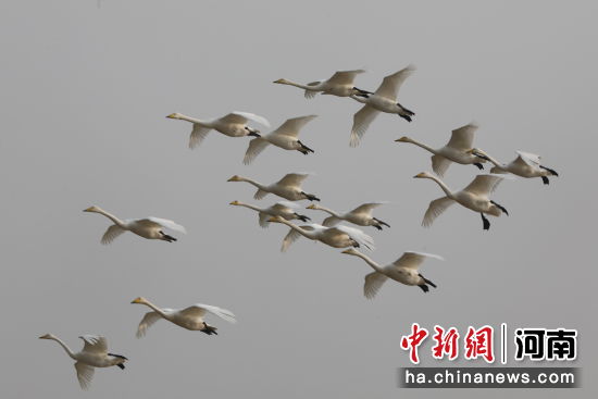 �D������Z�ڿ����w���������� �z