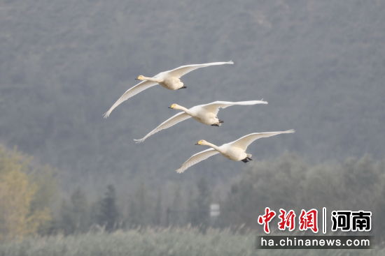 �D������Z�ڿ����w���������� �z