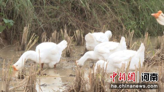 �D����Z�����g��ʳ��