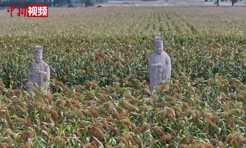 ���ĺ�����x���꣺˪���r��(ji��)�����t